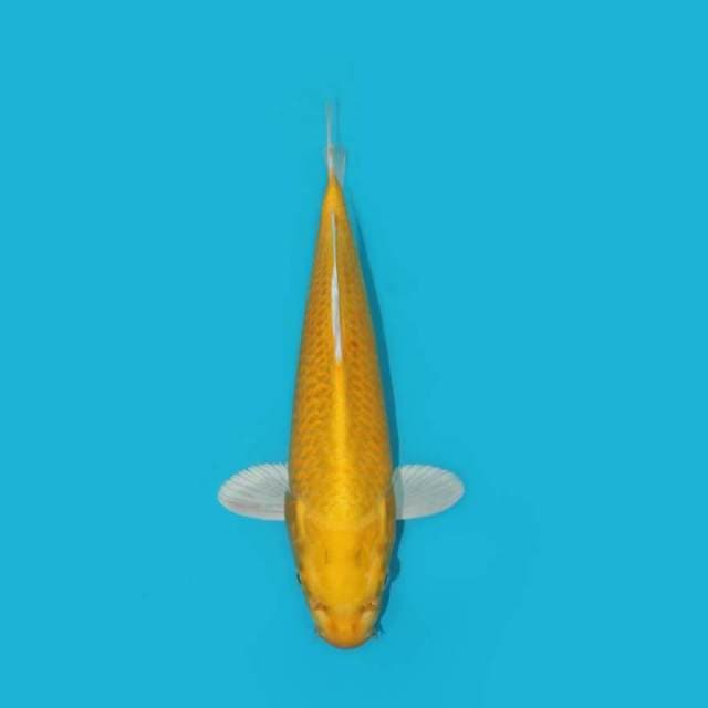 YG_YAMABUKI OGON_34 CM
