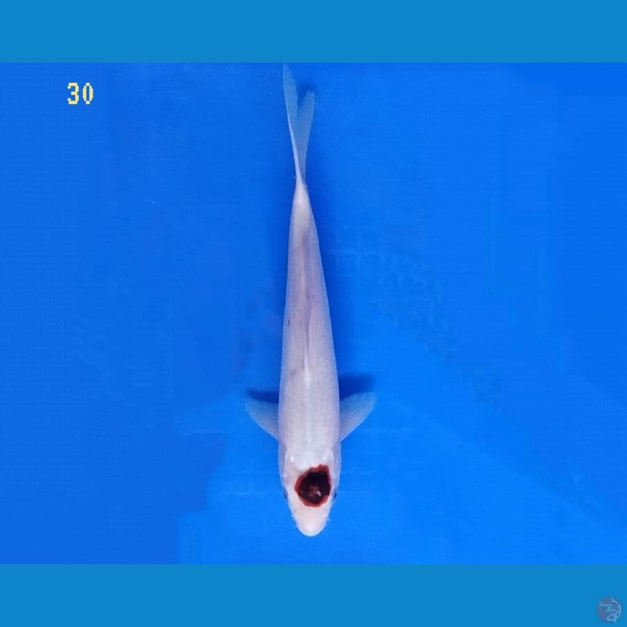 TANCHO GOROMO ORI 30 CM