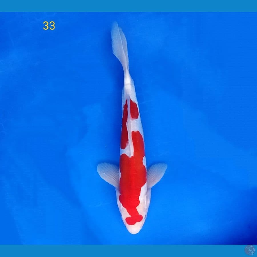 KOHAKU DOITSU 33 CM