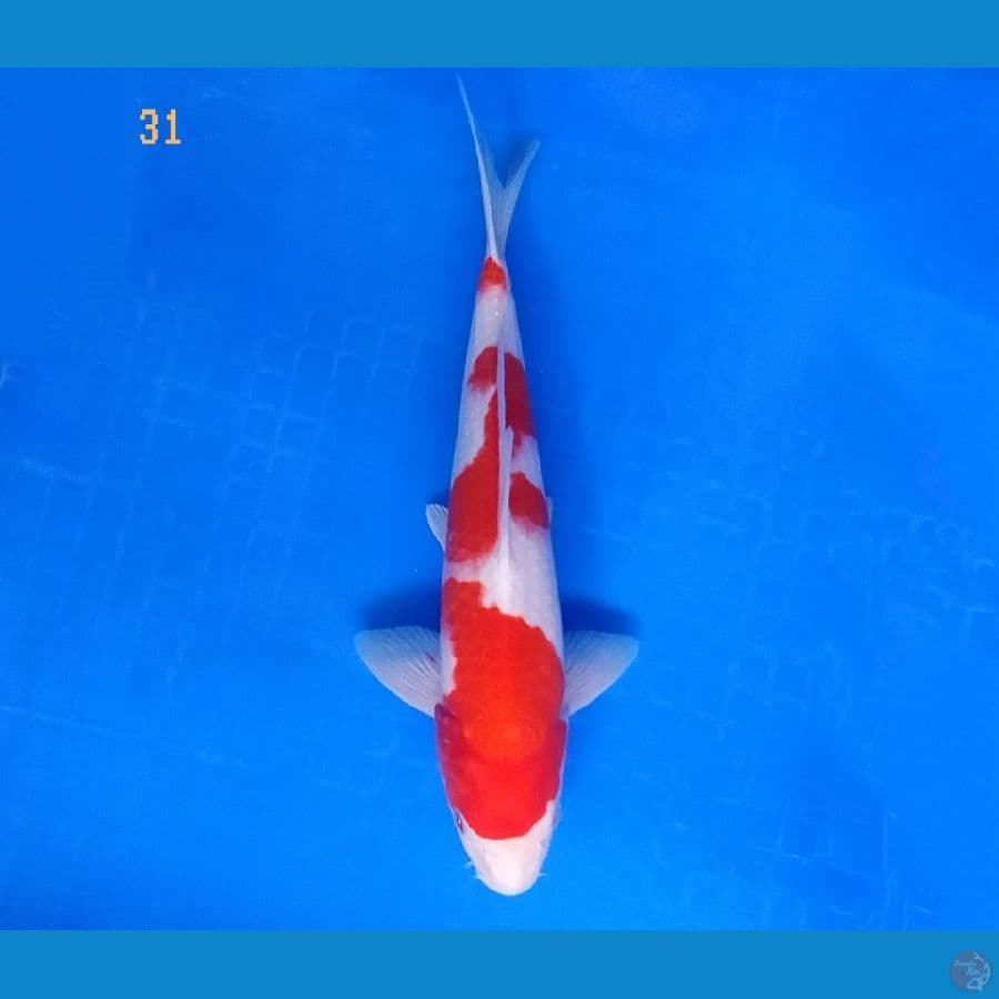 KOHAKU STRONG 31 CM