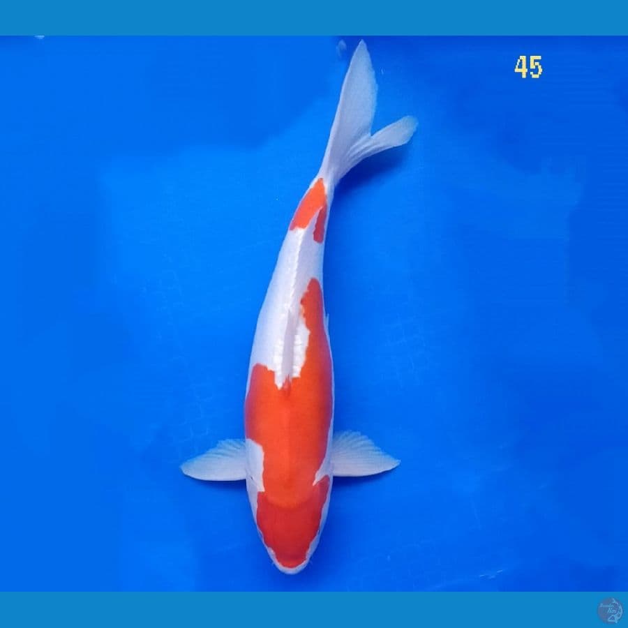 CALON INDUK DOITSU 45 CM