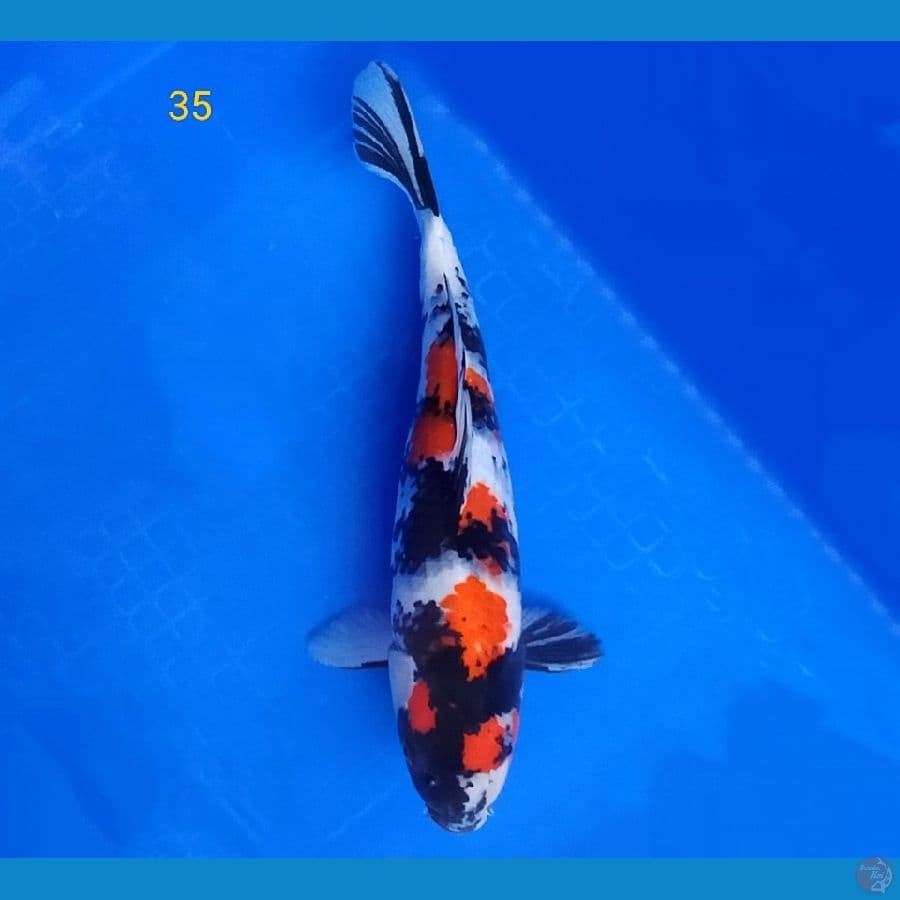 SHOWA 35 CM