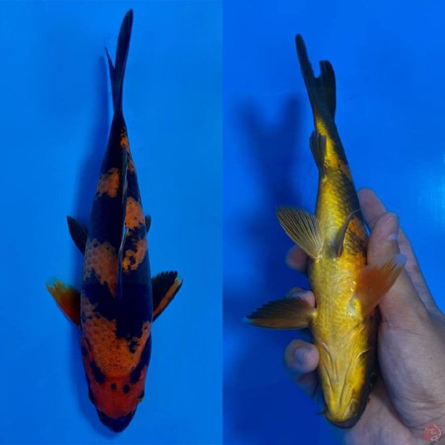HQ hi utsuri