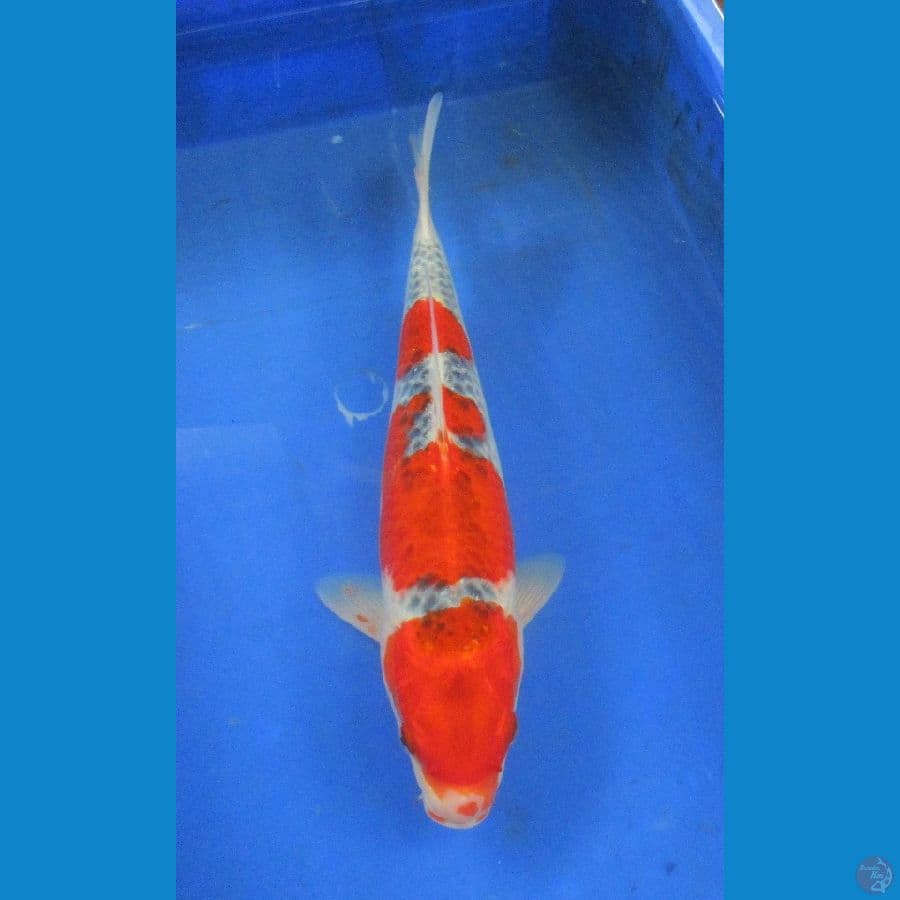 goshiki ±35cm