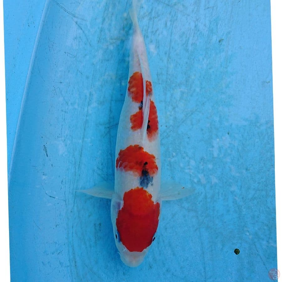 SANKE 30 CM
