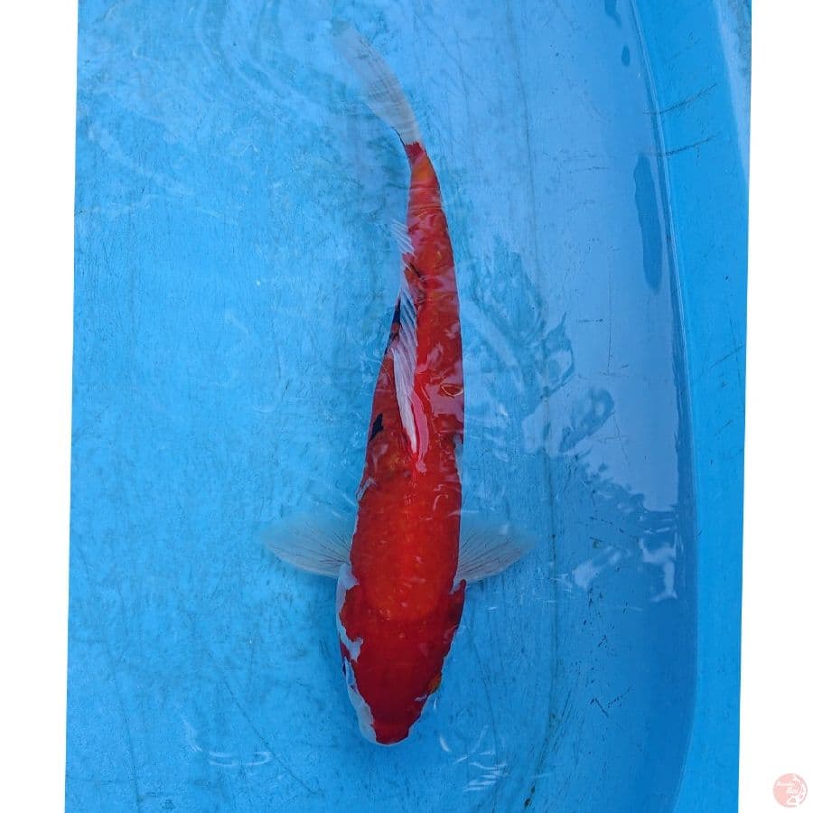 KINDAI SHOWA 37 CM