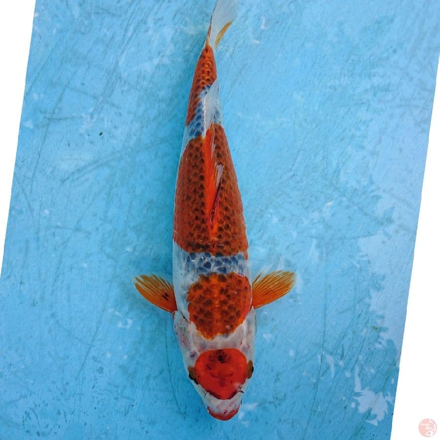 MARUTEN GHOSIKI 35 CM