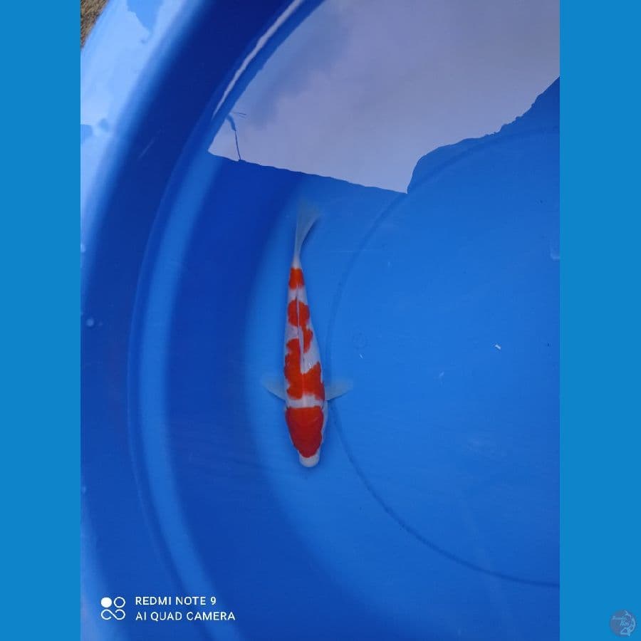 kohaku 27cm