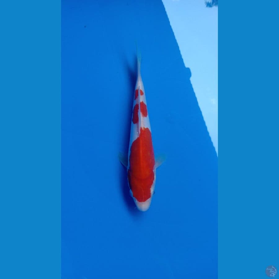KOHAKU DOITSU MURNI HALUS 3 STEP ORIGINAL 22cm