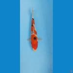 Sanke Male 26cm