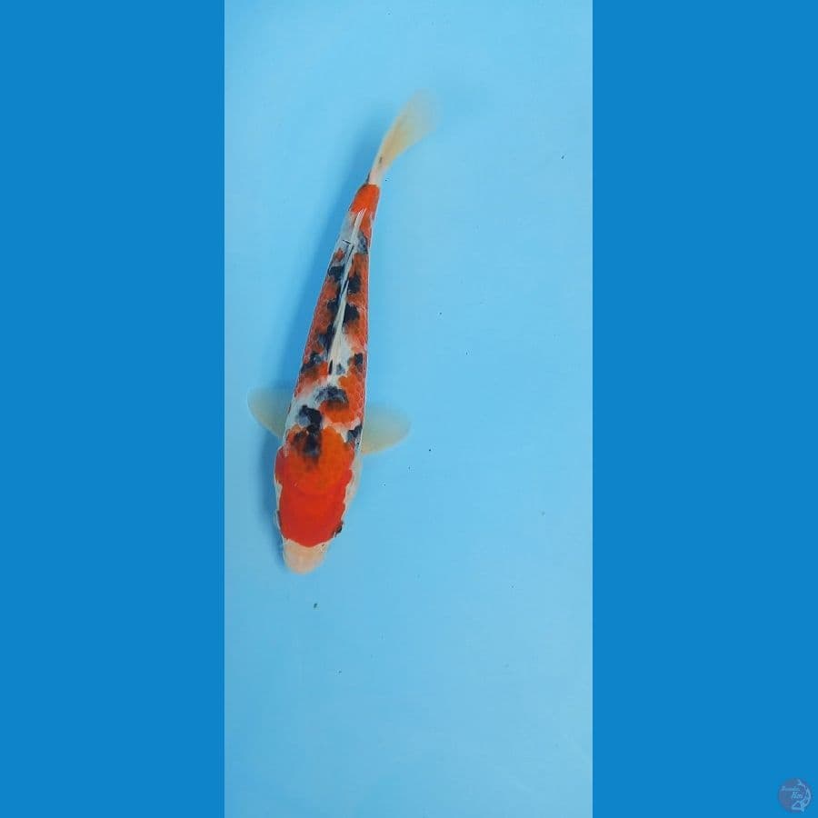 Sanke 27cm