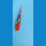 Sanke 27cm