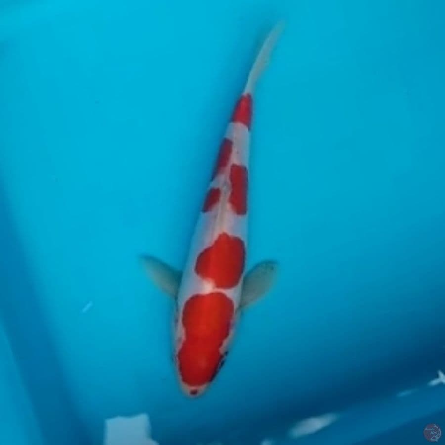 Kohaku Doitsu 20cm