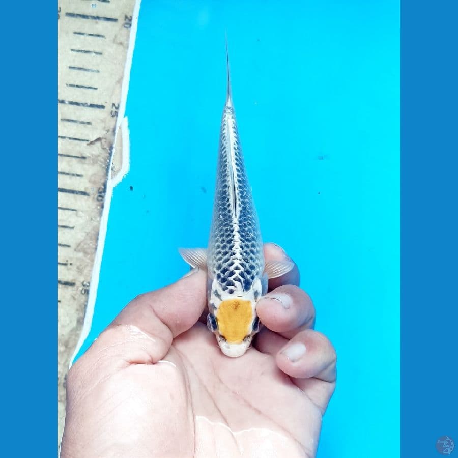 Tancho kujaku 15cm