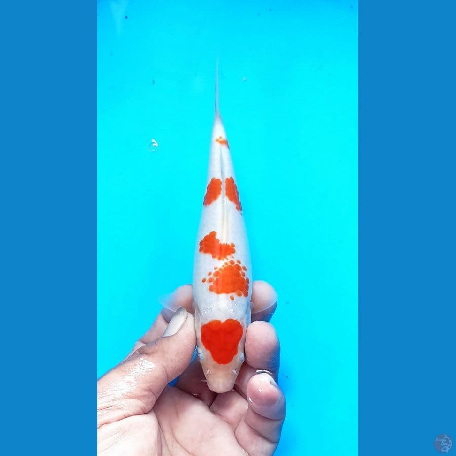 Kohaku 17cm