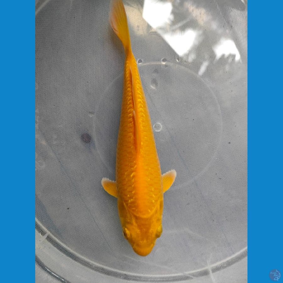 KARASI CORN 18 CM 