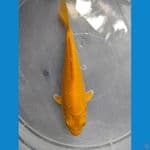 KARASI CORN 18 CM 