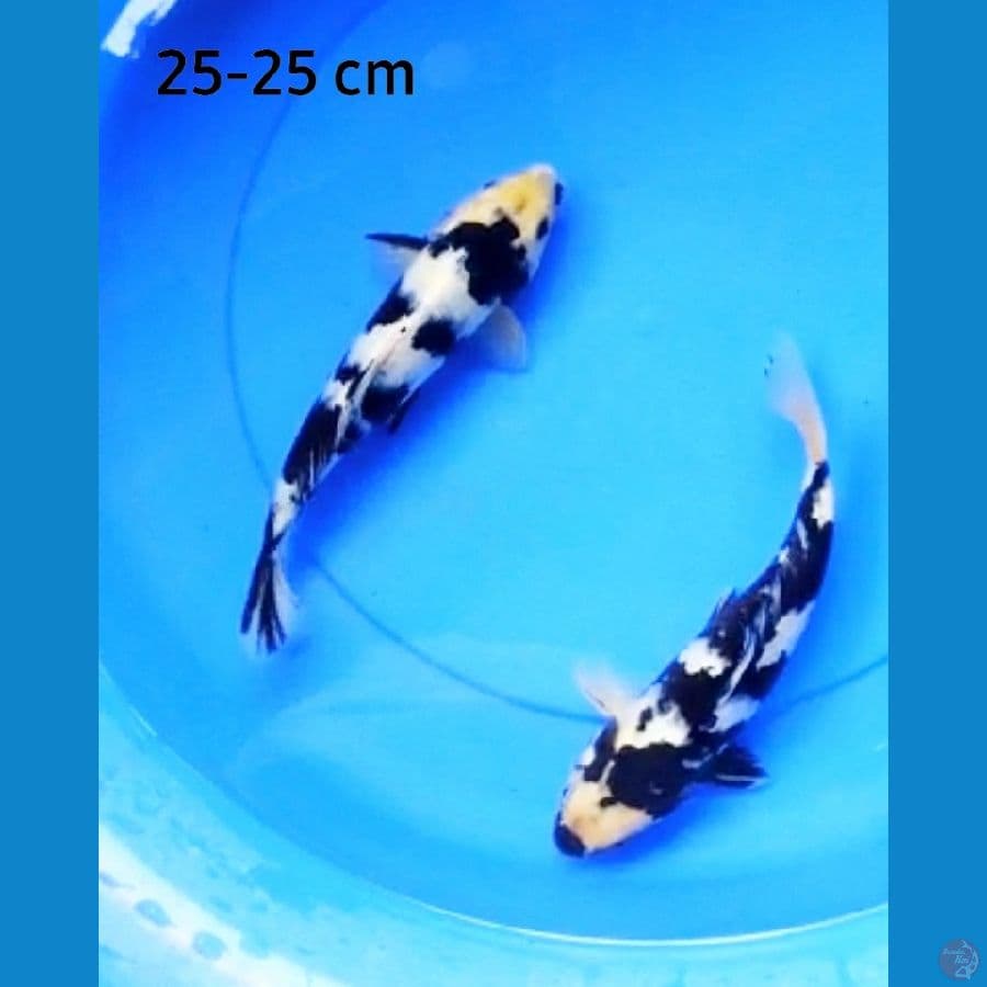 Shiro sq 25-26 cm