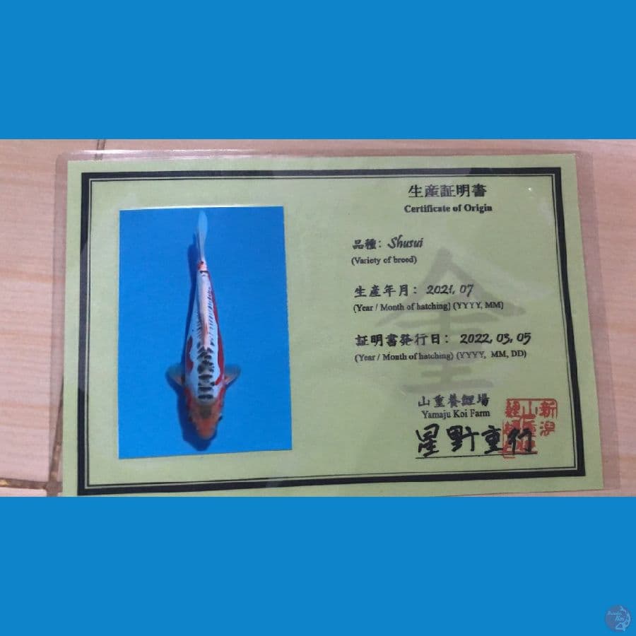 Shusui Serti Yamaju 44cm