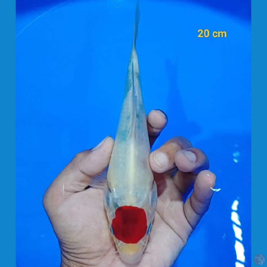 Tancho showa 20 cm
