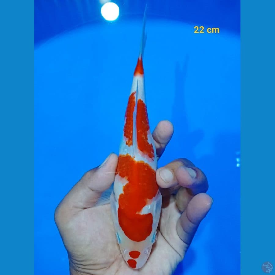SQ kohaku 22 cm