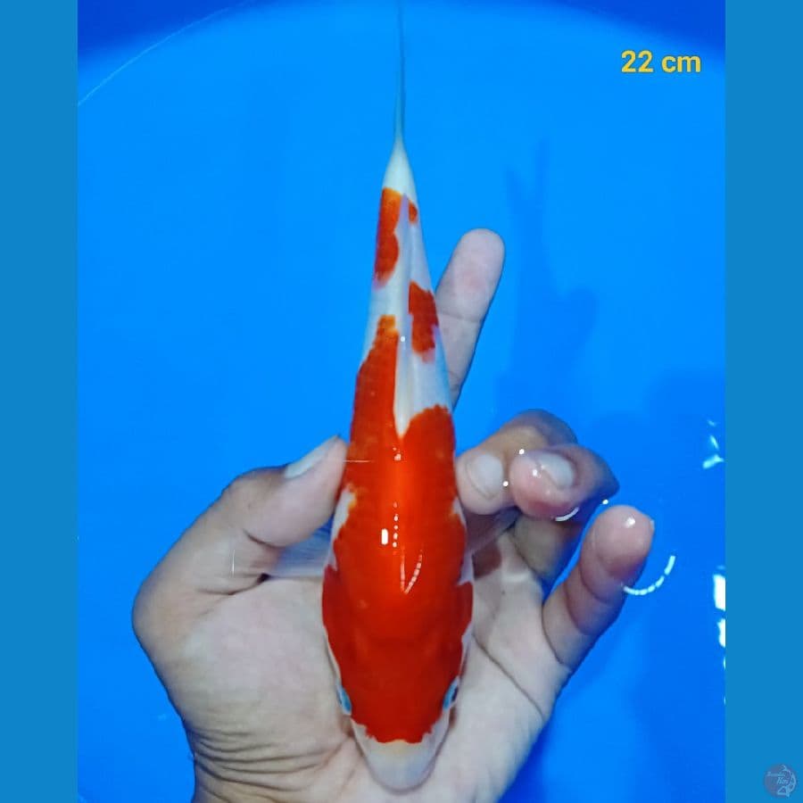 Kohaku 22 cm