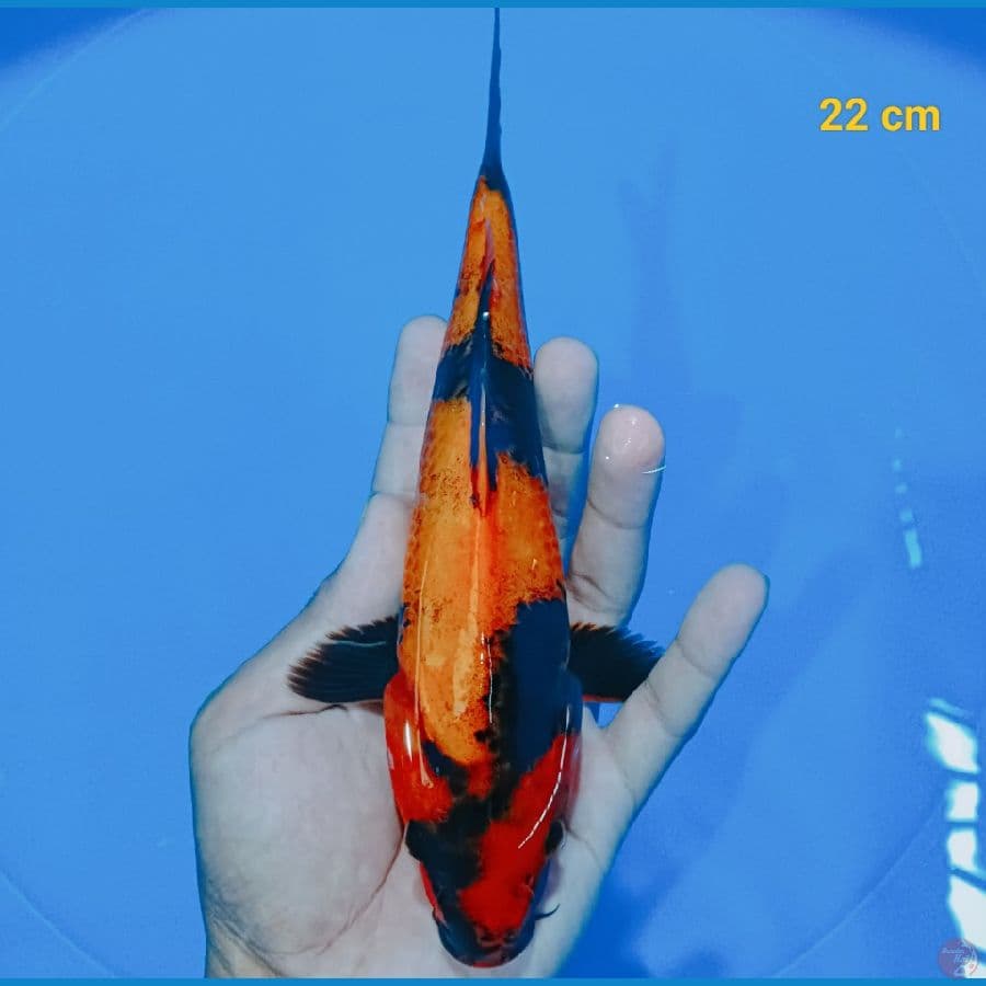 Hiu tembus 22 cm