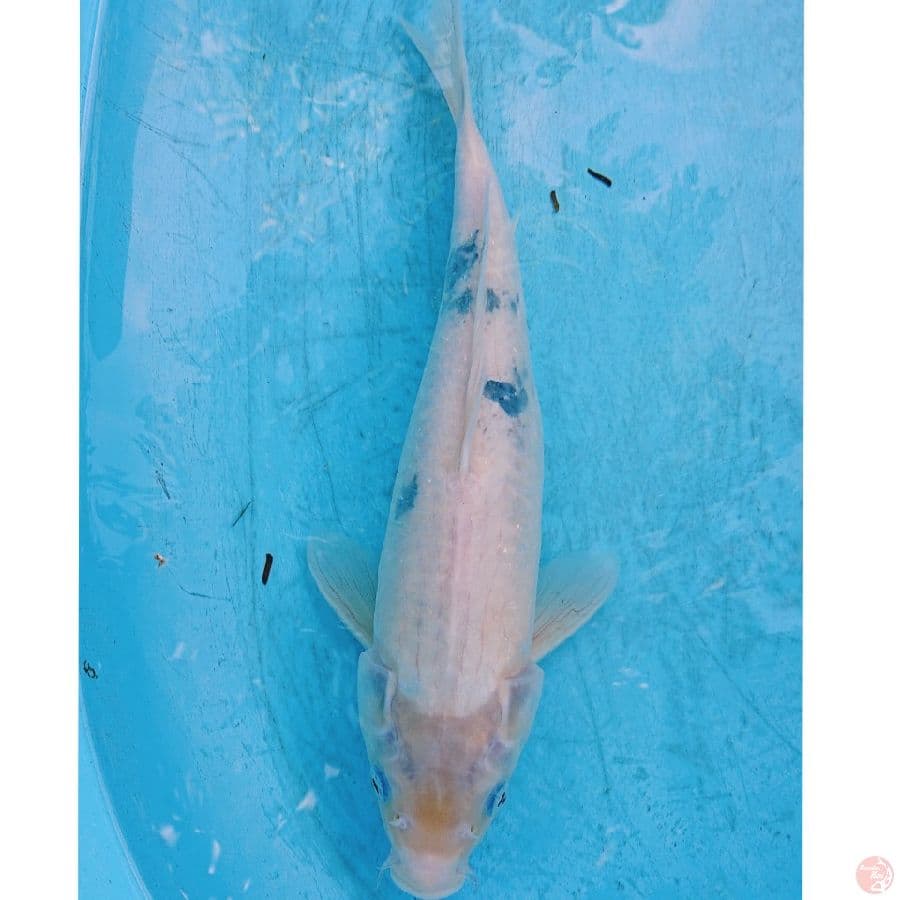 TATEGOI SHIRO 38 CM