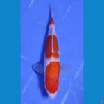  22CM~"KOHAKU STEP 3  ORIGINAL