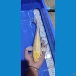 SUPERRR OGONN 30 CM 