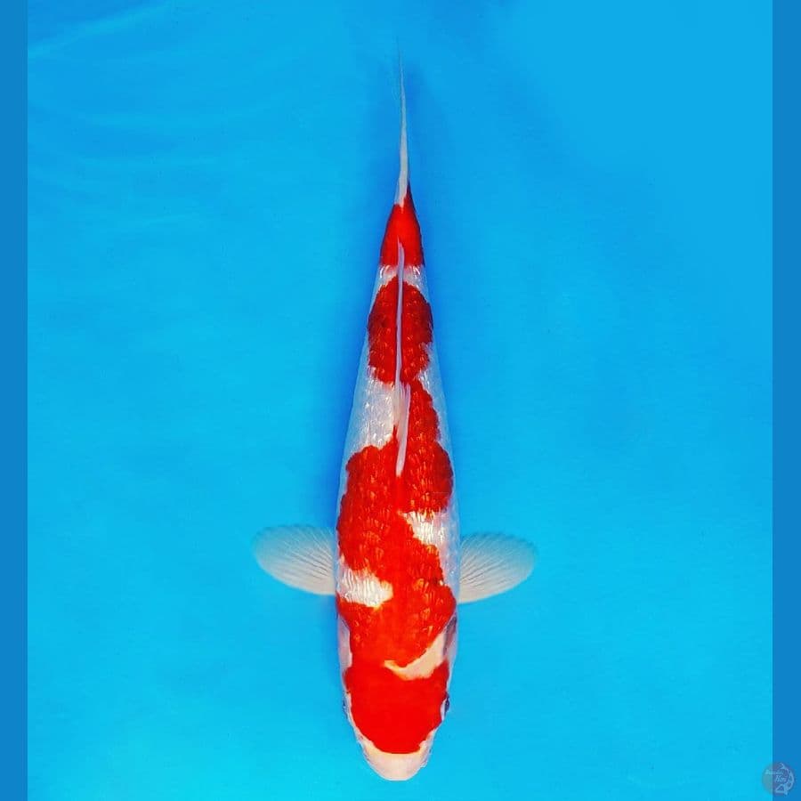 AKAGI 2 ~ Ai Goromo Gin Rin 35 cm/fm ™