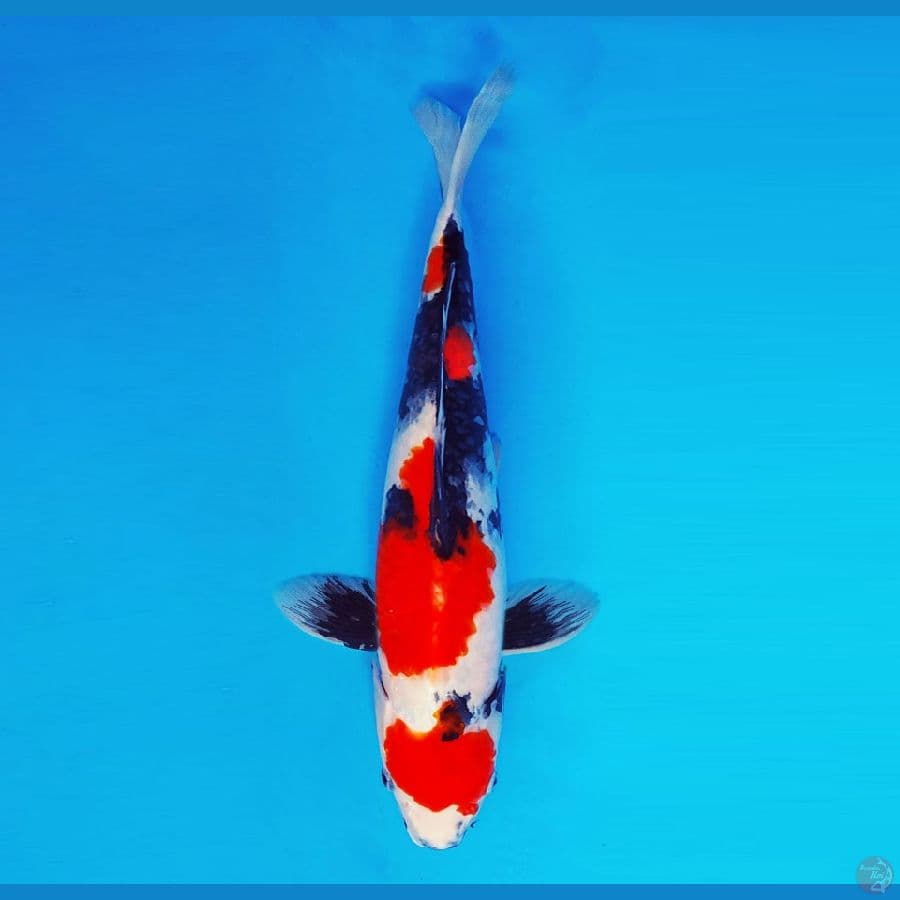 AKAGI 3 ~ Showa Evolution 40 cm/fm ™