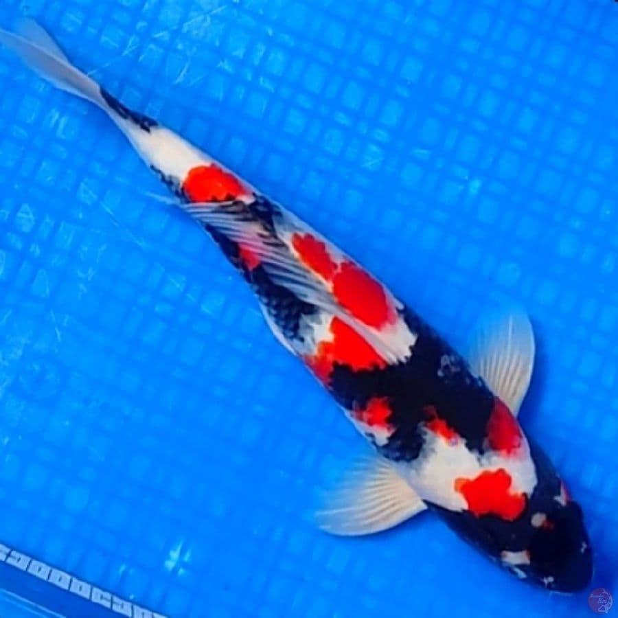SHOWA HQ 38cm