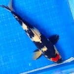 TANCHO SHOWA 36cm