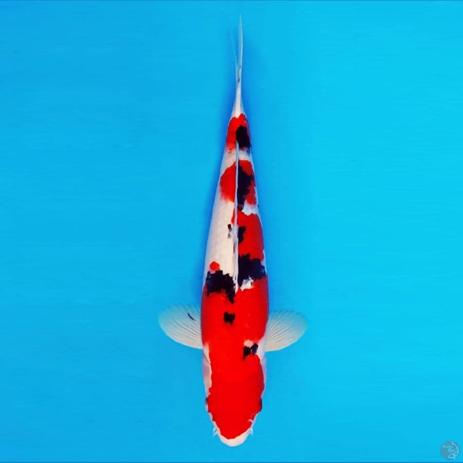 AKAGI 5 ~ Taisho Sanke 35 cm/male ™
