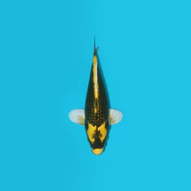 KABUTO 29 CM