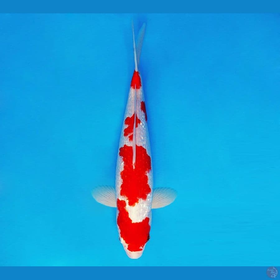 AKAGI 7 ~ Kohaku Gin Rin 31 cm/male ™