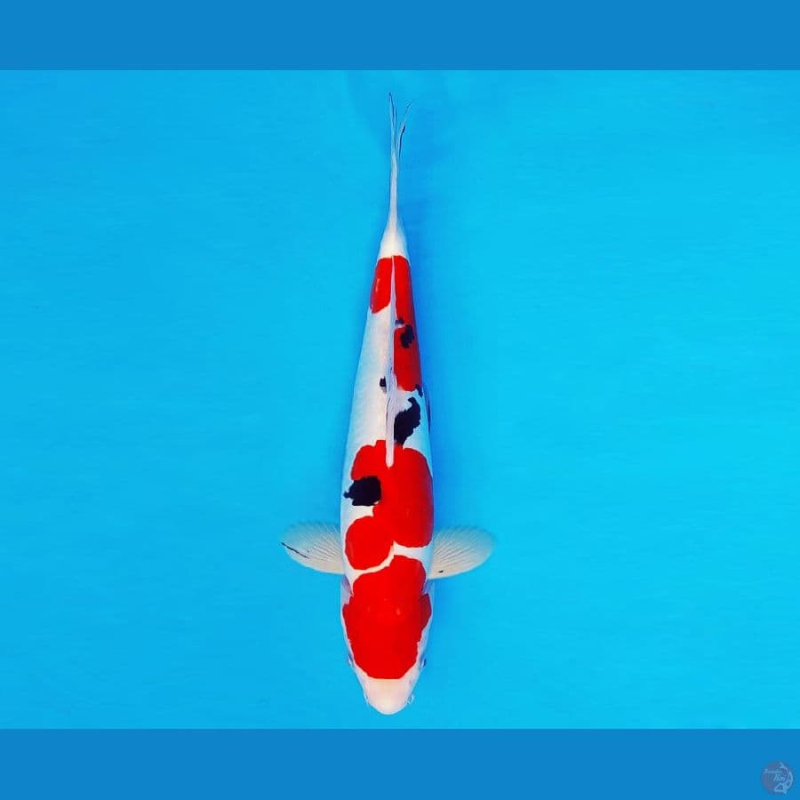 AKAGI 8 ~ Sanke Doitsu 31 cm/male ™