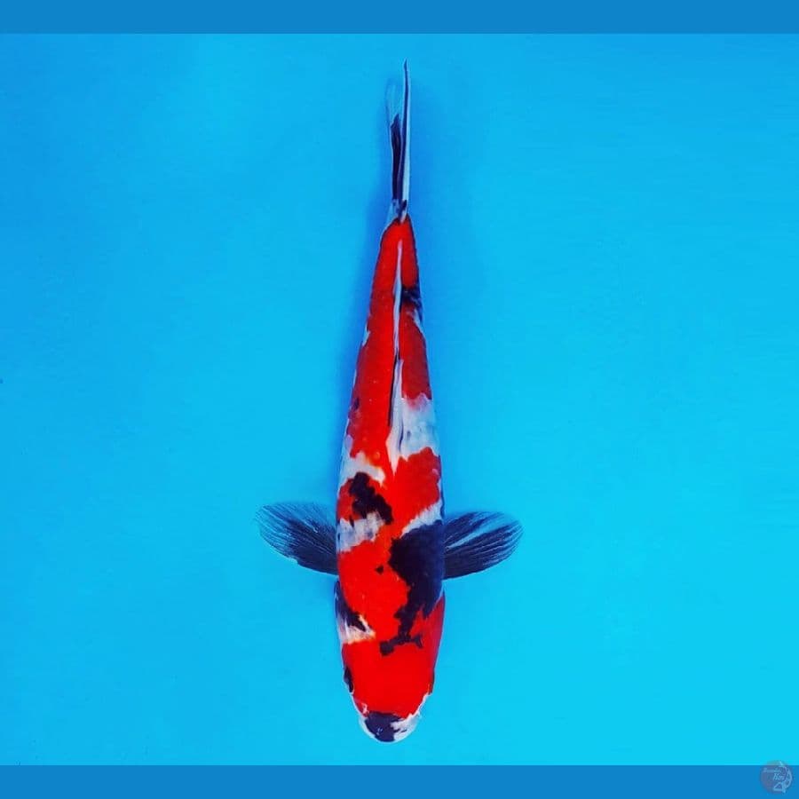 AKAGI 12 ~ Showa Evo 24 cm/male ™