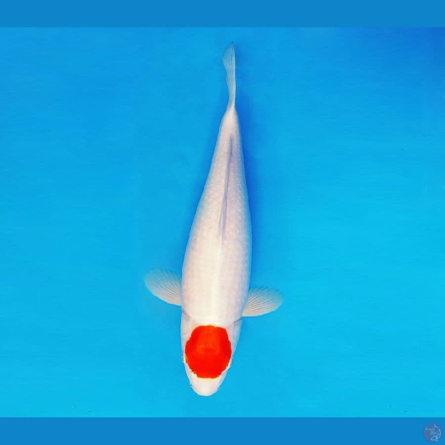 AKAGI 13 ~ Tancho Jumbo 43 cm/fm ™
