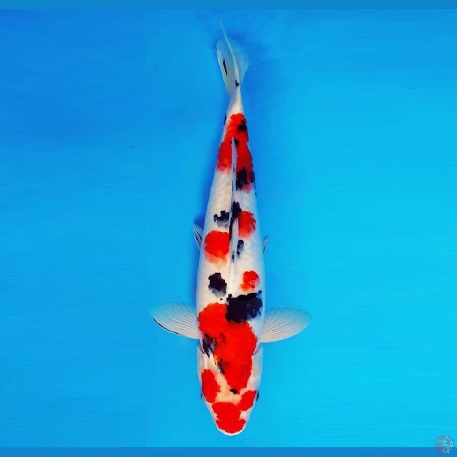 AKAGI 15 ~ Taisho Sanke 40 cm/fm ®