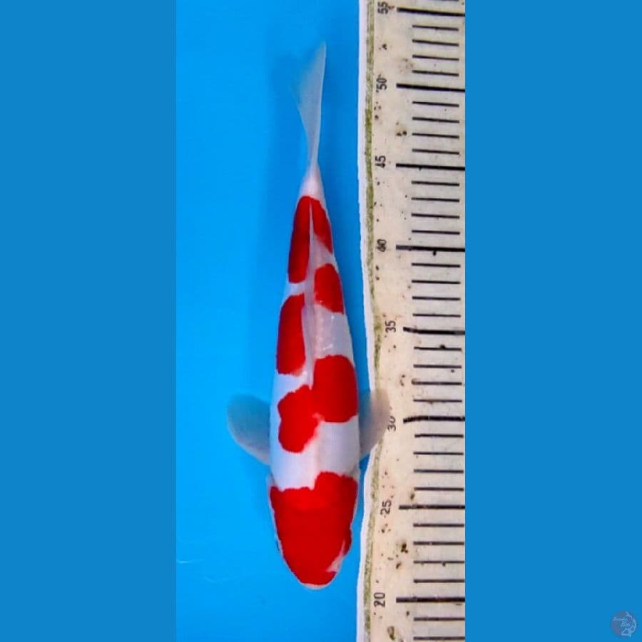 DOITSU KOHAKU ORIGINAL #28 CM MALE