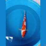KOHAKU