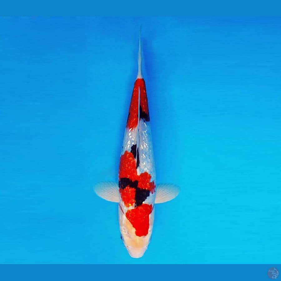 AKAGI 14 - Sanke Gin Rin 26 cm/fm ®
