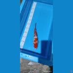 kohaku -27 cm