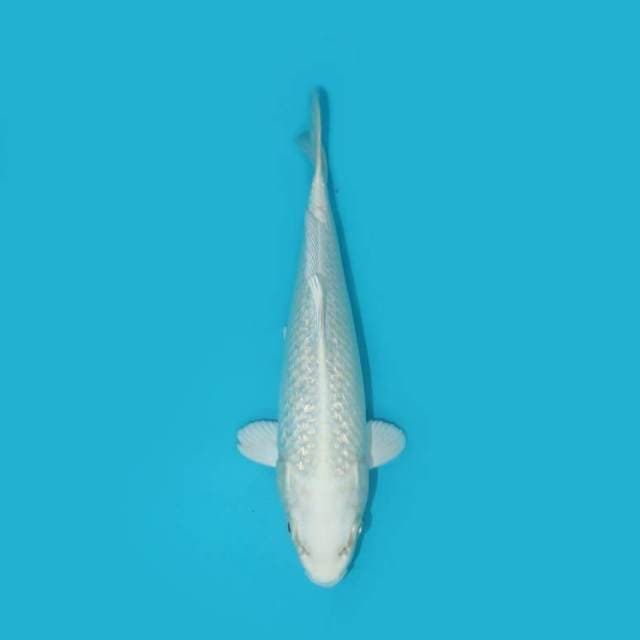 Platinum 25 cm