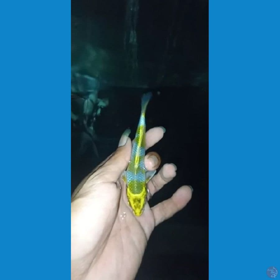 kogane 15bu tinggal push pakan omme