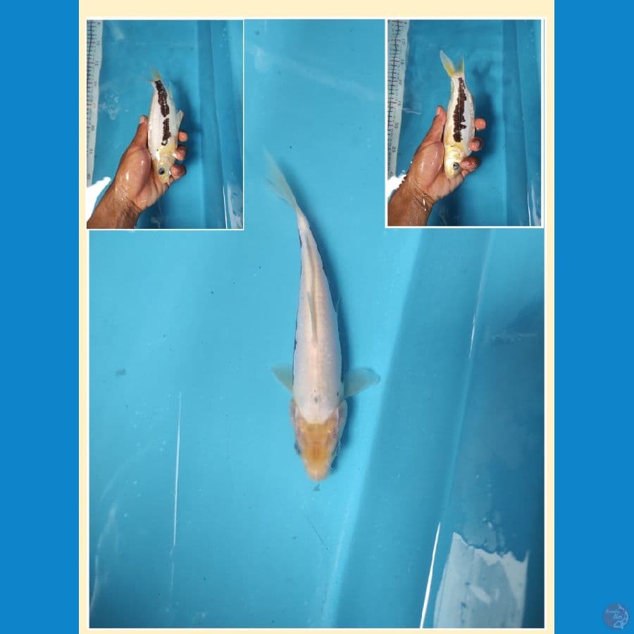 Kumnryu 21cm