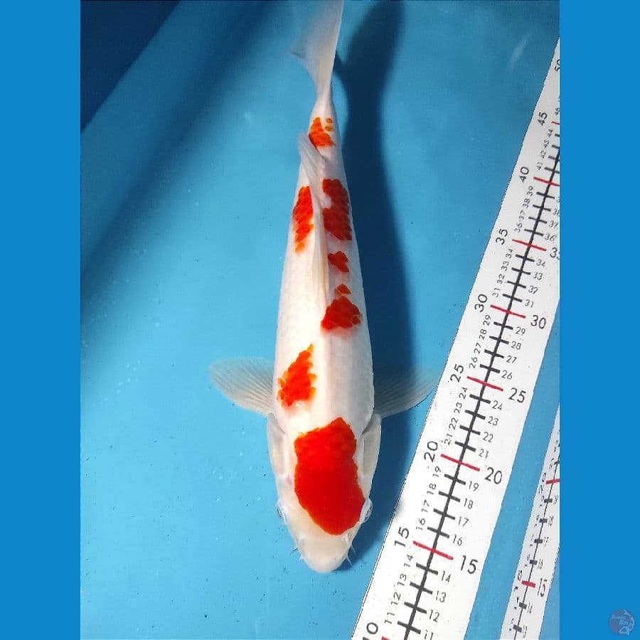 Kohaku 35cm