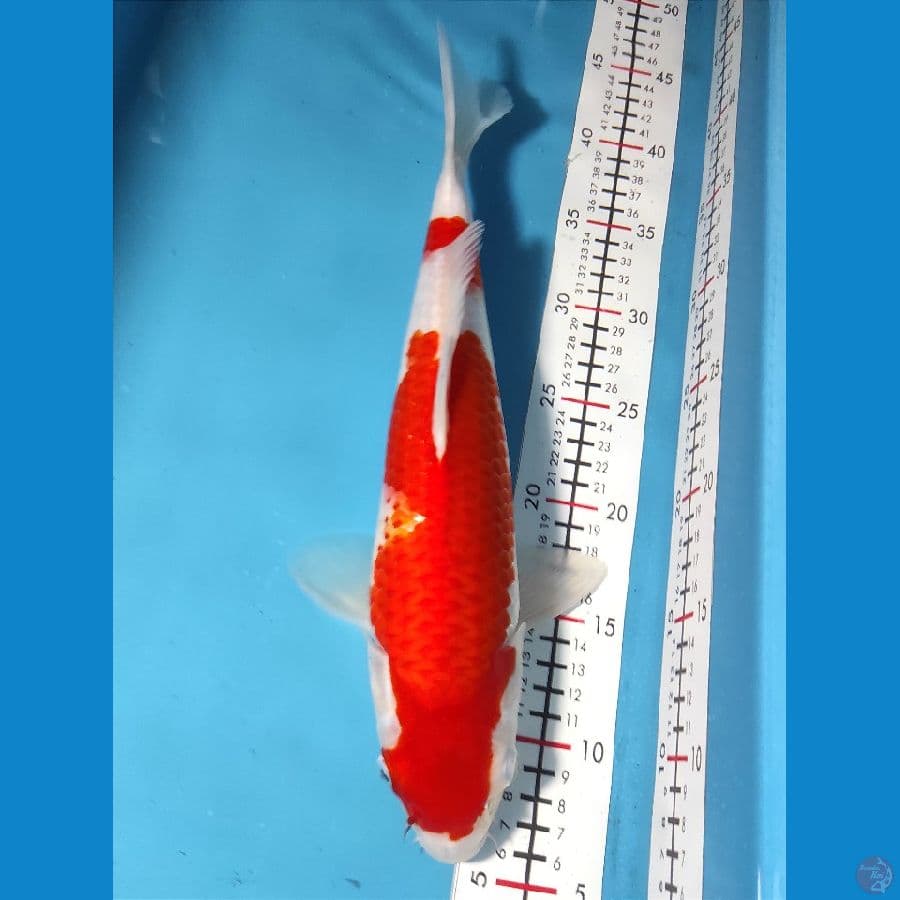 Kohaku 35cm Male